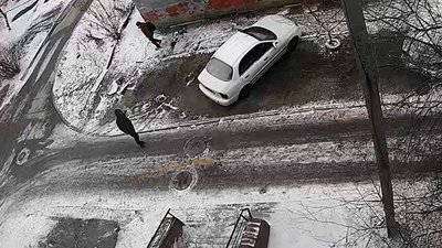 Смерть безпритульного пса внаслідок поранення: підозрюваному обрано запобіжний захід