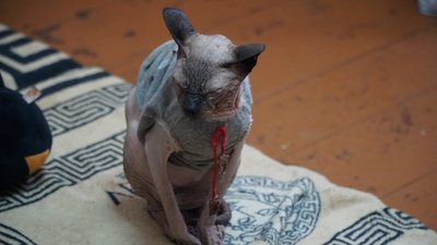 49 котів та три собаки: у Дніпрі волонтерка створила мініпритулок для тварин 49 котів та три собаки: у Дніпрі волонтерка створила мініпритулок для тварин