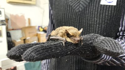 кажани у харкові кажани у харкові