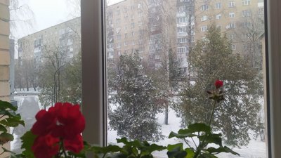 квіти, зима, вікно, тернопіль