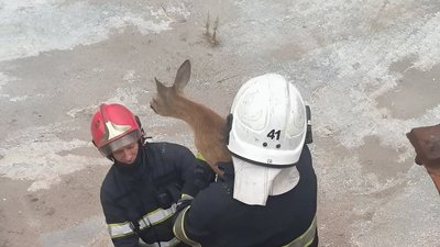 Працівники ДСНС врятували козуленя, яке впало в одну зі споруд харківського підприємства