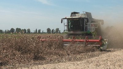 На полі агрокомпанії зараз збирають лікарську розторопшу. Фото: Суспільне Поділля На полі агрокомпанії зараз збирають лікарську розторопшу. Фото: Суспільне Поділля