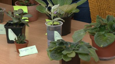 У Рівному організували "Квітковий обмін" У Рівному організували "Квітковий обмін"