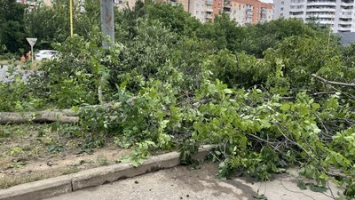 Велодоріжки замість дерев: що кажуть ужгородці про ремонт ділянки від Легоцького до Баб’яка