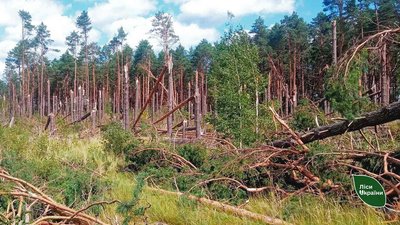 Наслідки буревію в лісництвах на Чернігівщині Наслідки буревію в лісництвах на Чернігівщині