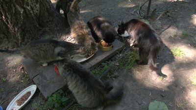 У Черкасах рахували котів-безхатьків У Черкасах рахували котів-безхатьків