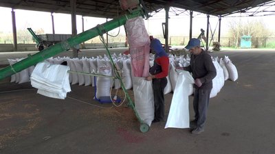 По дві тонни на господарство. На Миколаївщині фермери отримують насіння ярого ячменю По дві тонни на господарство. На Миколаївщині фермери отримують насіння ярого ячменю