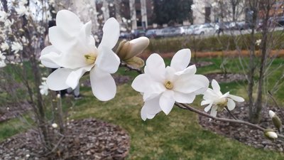 Магнолія у Черкасах Магнолія у Черкасах