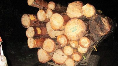 На Рівненщині побили лісівника, який хотів завадити незаконній порубці На Рівненщині побили лісівника, який хотів завадити незаконній порубці