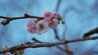 У Мукачеві зацвіла "шалена" сакура У Мукачеві зацвіла "шалена" сакура