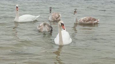 Лебеді взимку Лебеді взимку