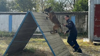 "Дуже гарний пес. Розуміє та робить свою справу": у ДСНС служить собака-сапер на ім’я Майстер "Дуже гарний пес. Розуміє та робить свою справу": у ДСНС служить собака-сапер на ім’я Майстер