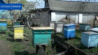 На Новгород-Сіверщині пасічники та аграрії об’єдналися у соцмережах аби врятувати бджіл