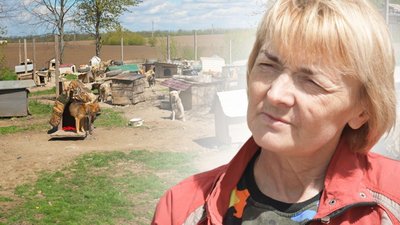 Тварини, собака, притулок