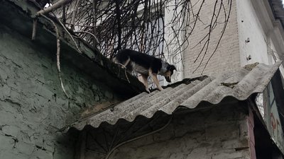 собака застряг на даху будівлі
