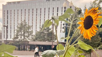 Навпроти посольства РФ у США зацвіли соняхи, висаджені на підтримку України — Маркарова
