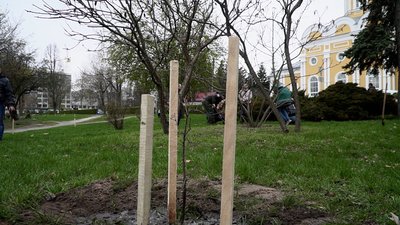 У Чернігові висадили "Алею Незламності" з 27 шевченківських дубів У Чернігові висадили "Алею Незламності" з 27 шевченківських дубів