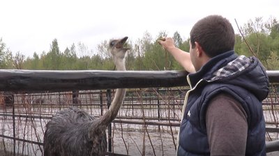 Страуси Страуси