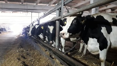 Робота тваринницьких господарств Сумщини в умовах війни