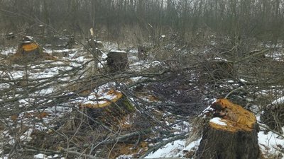 Рубка дерев на 16 мільйонів гривень: екскерівникам Шацького нацпарку оголосили підозру
