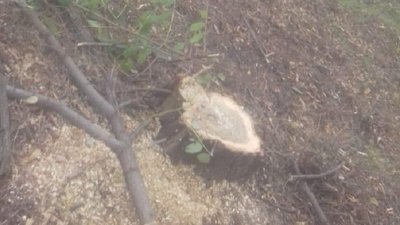 На Херсонщині поліцейські викрили осіб, які спилювали дерева На Херсонщині поліцейські викрили осіб, які спилювали дерева