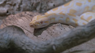 Містечко для евакуйованих тварин будують у Черкаському зоопарку Містечко для евакуйованих тварин будують у Черкаському зоопарку