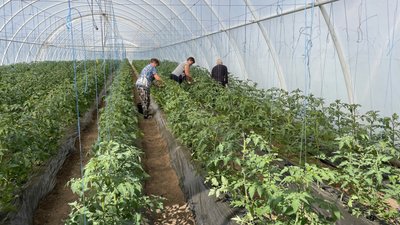 Вирощує овочі на правобережжі Вирощує овочі на правобережжі