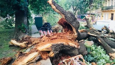 У Львові буревій пошкодив п'ять історичних дерев У Львові буревій пошкодив п'ять історичних дерев