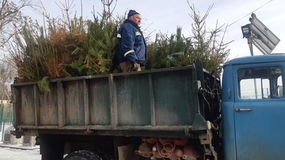 Ялинки Колодій Ялинки Колодій