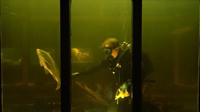 «Голоси регіонів України»: тизер дніпрянки про місцевий акваріум увійшов до вісімки найкращих