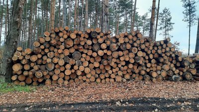 "ДроваЄ": на Львівщині дрова для населення продають 10 державних підприємств
