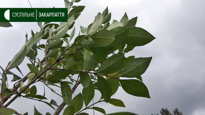 Ужгородці долучилися до всеукраїнської акції "Мільйон дерев за добу" (ФОТО) Ужгородці долучилися до всеукраїнської акції "Мільйон дерев за добу" (ФОТО)