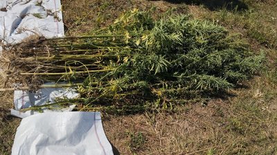 На Вінниччині у чоловіка виявили посів коноплі На Вінниччині у чоловіка виявили посів коноплі