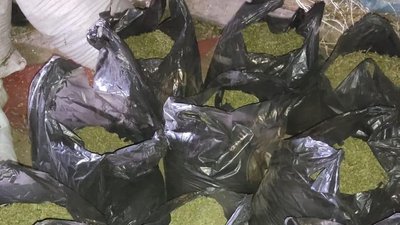 Висушив та подрібнив: на Вінниччині чоловік зберігав 25 кілограмів канабісу Висушив та подрібнив: на Вінниччині чоловік зберігав 25 кілограмів канабісу