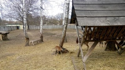 У Подільському зоопарку поповнення муфлонів