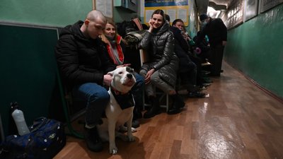 Як вберегти тварин від стресу під час обстрілів — поради експертів