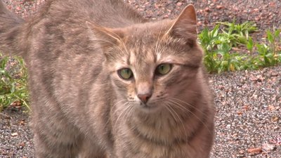 Коти без кліщів: у Черкасах обробили безпритульних тварин