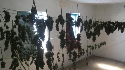 На Херсонщині поліцейські вилучили марихуани на 20 мільйонів гривень На Херсонщині поліцейські вилучили марихуани на 20 мільйонів гривень