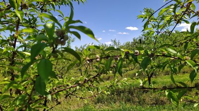 Персики, нектарини та ківі: що вирощують фермери на Львівщині