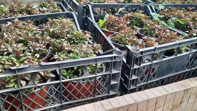 У Кропивницькому виростили 50 тисяч саджанців квітів, які висадять на клумбах міста