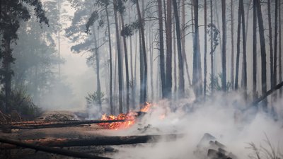 Чи загрожують пожежі з Європи Україні. Відповідає екологиня