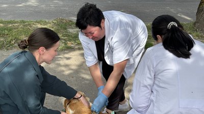 У селищі на Волині вакцинували тварин проти сказу У селищі на Волині вакцинували тварин проти сказу