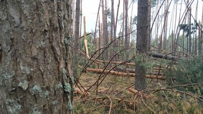 Зруйнований ліс і зірвані дахи: у громаді на Волині досі ліквідовують наслідки буревію Зруйнований ліс і зірвані дахи: у громаді на Волині досі ліквідовують наслідки буревію
