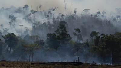 Вирубка лісів Амазонії досягла найвищого рівня за останні 15 років