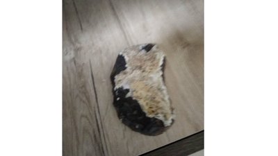 На Рівненщині знайшли зуб доісторичної тварини На Рівненщині знайшли зуб доісторичної тварини