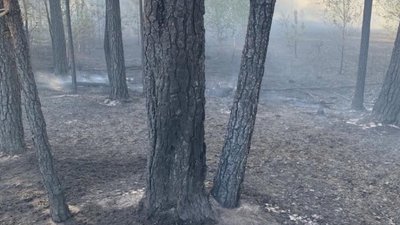 Пожежа в лісі