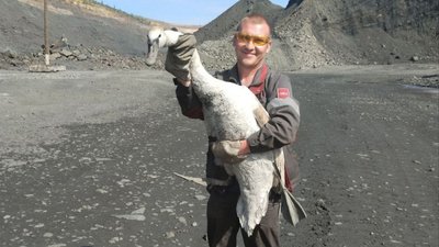 Лебідь, птах, порятунок, Кривий Ріг