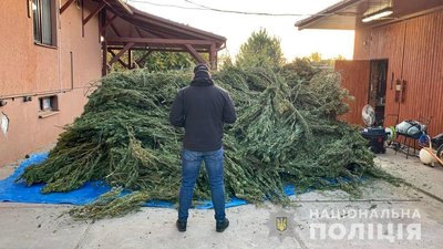Майже 300 кг конопель вилучили правоохоронці в закарпатця