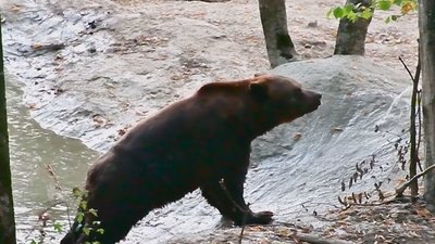 З клітки на волю. Як прикарпатський ведмідь живе на Хмельниччині З клітки на волю. Як прикарпатський ведмідь живе на Хмельниччині