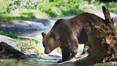 Ведмеді на велосипеді Ведмеді на велосипеді